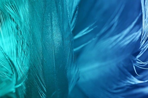 Blaue und Türkise Federn