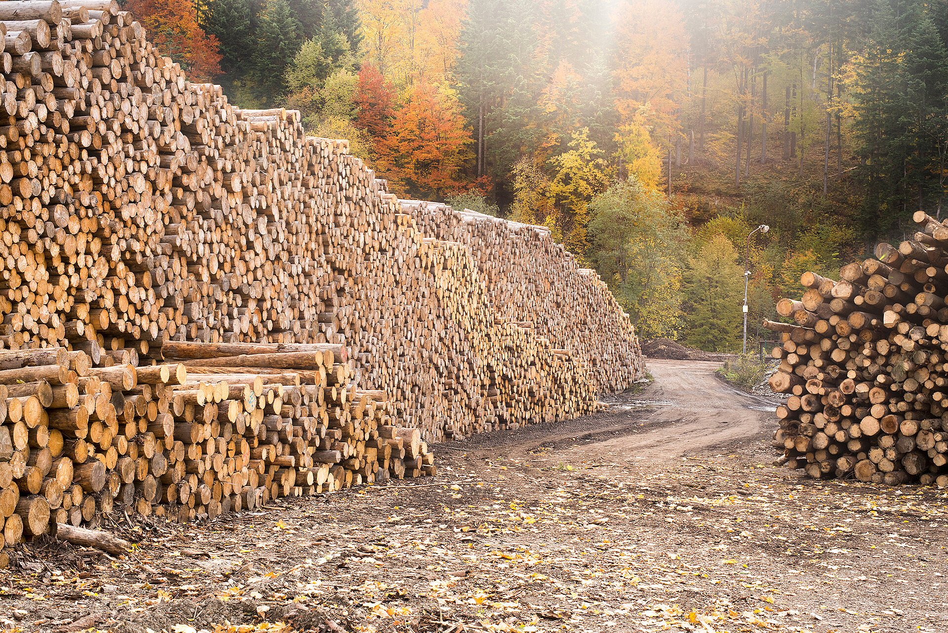 diverse Holzstämme aufgetürmt