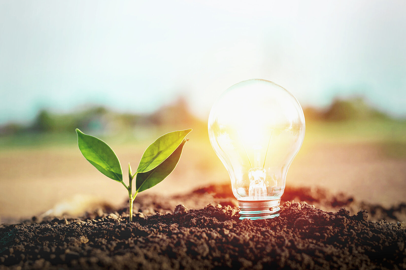 A plant and a light bulb that sprouted from the ground and thrived