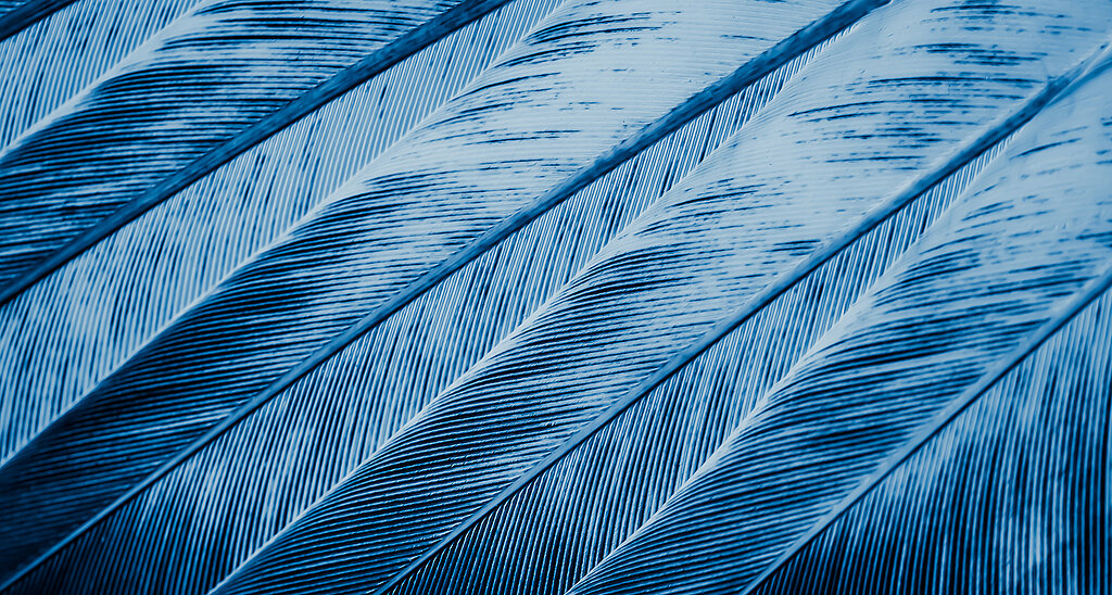Blaue Federn einer Taube