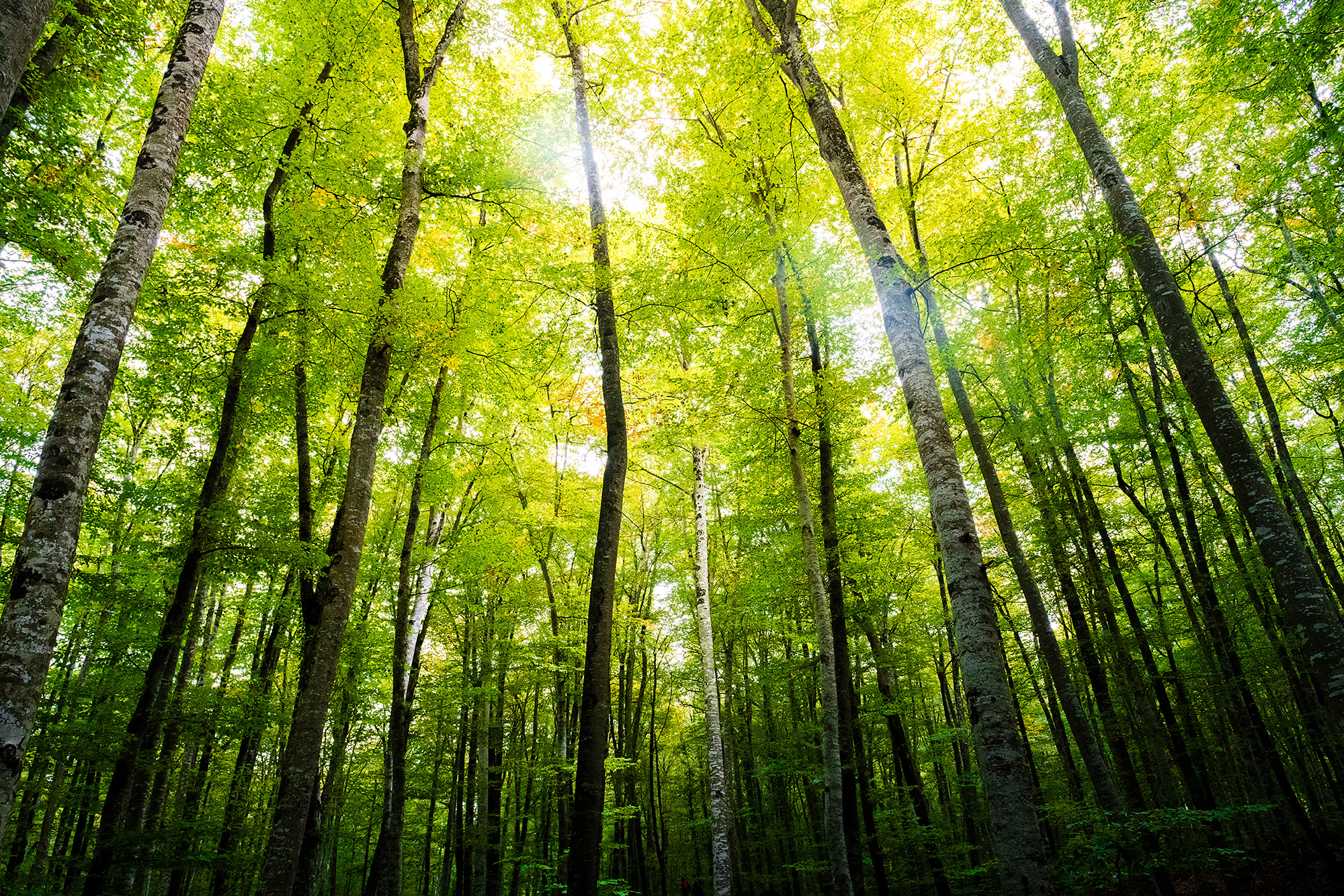 Wald mit Bäumen